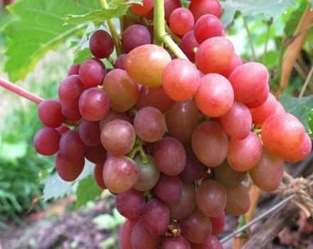 Descrizione e caratteristiche, vantaggi e svantaggi dell'uva Brilliant, coltivazione