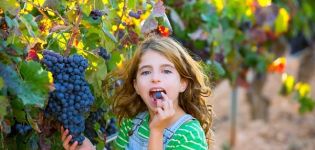 Alfa vynuogių veislės, derlingumo ir auginimo ypatybių aprašymas
