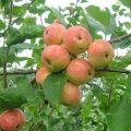 Obuolių veislės „Uralsky Souvenir“ charakteristikos ir aprašymas, auginimas ir priežiūra