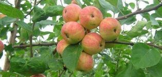 Obilježja i opis sorte jabuka Uralsky Suvenir, uzgoj i njega
