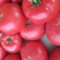 Eigenschaften und Beschreibung der Tomatensorte Himbeerriese, deren Ertrag