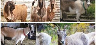 Cómo debería verse una cabra, una descripción general y variedades de razas y cómo elegir