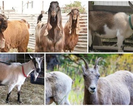 Cómo debería verse una cabra, una descripción general y variedades de razas y cómo elegir