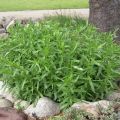 Cultivar, plantar y cuidar la hierba de estragón en campo abierto en casa, cómo propagar el estragón.