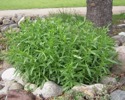 Growing, planting and caring for tarragon grass in the open field at home, how to propagate tarragon