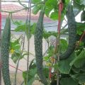 Description and types of varieties of Chinese cucumbers, their cultivation