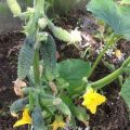 Het is beter om komkommers te voeren tijdens de bloei en vruchtvorming