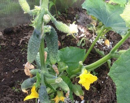 Het is beter om komkommers te voeren tijdens de bloei en vruchtvorming