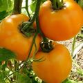 Amber domates çeşidinin tanımı ve özellikleri