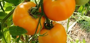 Beschrijving van de tomatenvariëteit Amber en zijn kenmerken