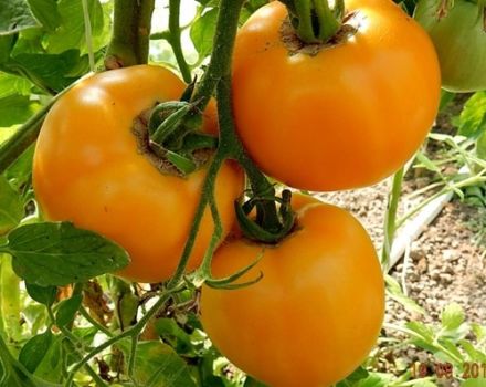 Beskrivelse af tomatsorten Amber og dens egenskaber