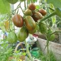 Beschreibung der superexotischen Tomatensorte, ihrer Eigenschaften und Produktivität