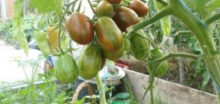 Descripción de la variedad de tomate superexótico, sus características y productividad