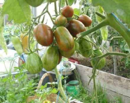 Opis odmiany pomidora Superexotic, jej właściwości i produktywności