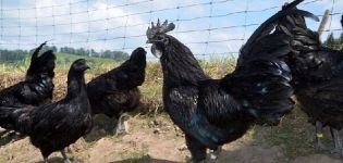 Ayam Tsemani tavuk ırkının tanımı ve özellikleri, gözaltı koşulları