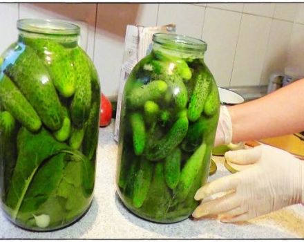 The best recipe for cooking cucumbers for the winter by fermentation in jars