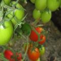 Niagara-tomaattilajikkeen ominaisuudet ja kuvaus, sen sato