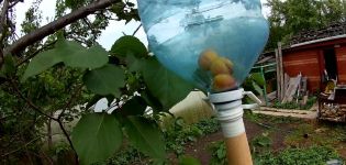 When and how to use tools for collecting apricots from a tall tree with your own hands