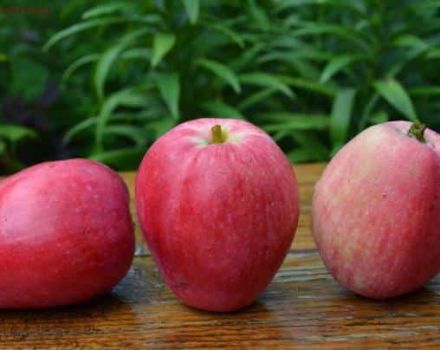 Κύρια χαρακτηριστικά και περιγραφή της ποικιλίας καλοκαιρινών ριγέ μήλων, των ειδών και της διανομής τους στις περιοχές