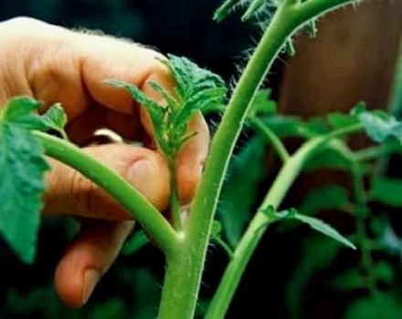 Lo schema per la potatura dei cetrioli nella serra in modo che ci sia un buon raccolto