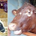 Ringworm symptoms and ointment to treat a calf at home