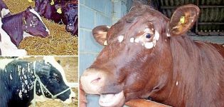 Ringormsymptomer og salve til behandling af en kalv derhjemme