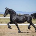 Generelle egenskaber ved sorte heste, farvevariationer, dyrearter