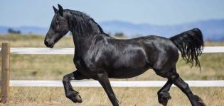 A fekete ló általános jellemzői, színváltozások, állatfajok