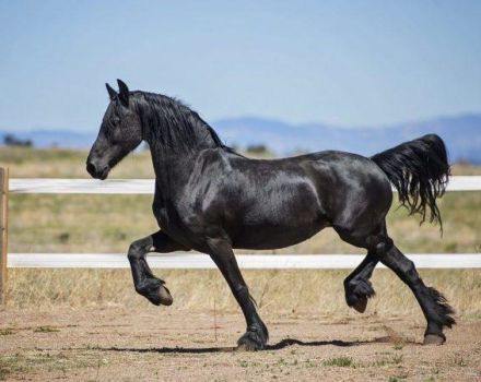 Generelle karakteristika ved sorte heste, farvevariationer, dyrearter