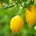 Kako najbolje pohraniti limun kod kuće, pravila i datum isteka za različite metode