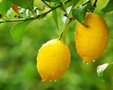 Hvordan man bedst opbevarer citroner derhjemme, regler og udløbsdatoer for forskellige metoder