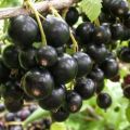 When black and red currants ripen, how to determine ripeness