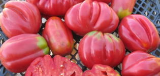 Charakteristiky a vlastnosti starostlivosti o americké rebrované paradajky