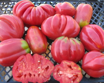 Eigenschappen en verzorgingskenmerken van de Amerikaanse geribbelde tomaat
