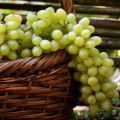 Opis i cechy odmiany winogron Prezent dla Zaporoża, zalety, wady i uprawa