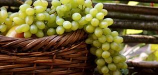 Descripción y características de la variedad de uva Regalo a Zaporozhye, ventajas, desventajas y cultivo.