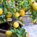 Stādīšana un mājas citronu kopšana, cik bieži laistīt un ko barot istabas apstākļos