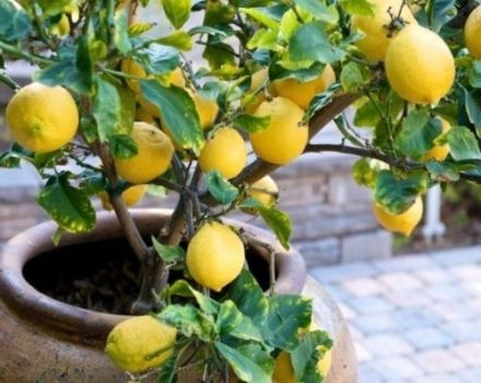 Výsadba a starostlivosť o domáce citróny, ako často sa zalieva voda a čo sa má kŕmiť pri izbových podmienkach