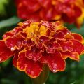 Nützliche Eigenschaften von Ringelblumen aus Schädlingen, warum im Garten pflanzen