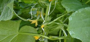 Beschrijving van de variëteit aan komkommers Bundel pracht, zijn kenmerken en productiviteit