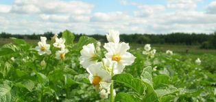 È possibile spruzzare patate durante la fioritura dallo scarabeo della patata del Colorado?