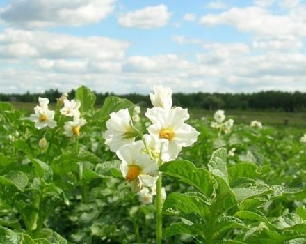 Is it possible to spray potatoes during flowering from the Colorado potato beetle?