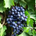 Storia, descrizione e caratteristiche del vitigno Early Magaracha e regole di coltivazione
