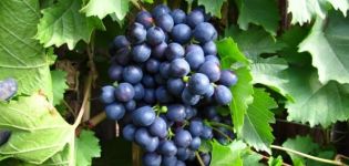 Historia, descripción y características de la variedad de uva Magaracha Temprana y reglas de cultivo