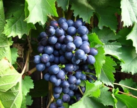 Povijest, opis i karakteristike rane sorte grožđa Magaracha i pravila uzgoja