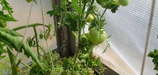 Vlastnosti a opis odrody paradajok