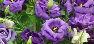 Description and characteristics of 18 varieties of eustoma, their planting and care