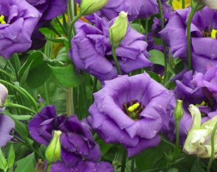 Description and characteristics of 18 varieties of eustoma, their planting and care