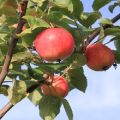 Gornoaltayskaya ābolu šķirnes apraksts, audzēšanas īpatnības un selekcijas vēsture