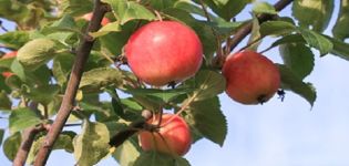 Описание на сорта Горноалтайска ябълка, особености на отглеждане и история на размножаване